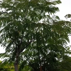 Perzische Slaapboom (Albizia Julibrissin 'Ombrella') 23 Perzische Slaapboom (Albizia Julibrissin 'Ombrella') -Groen Ziel Verkoop 20190712 160848 1