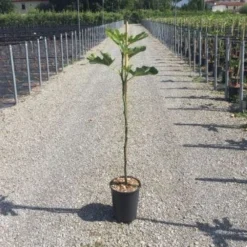 Vijg Op Stam (Ficus Carica 'Panache')