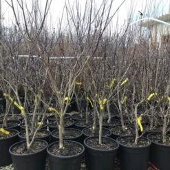 Kornoelje (Cornus Florida 'Rainbow') 5 Kornoelje (Cornus Florida 'Rainbow') -Groen Ziel Verkoop 20201228 joha pre t16 69676