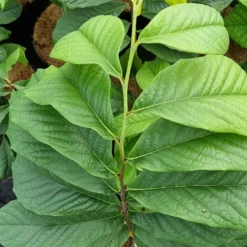Pawpaw (Asimina Triloba) -Groen Ziel Verkoop 20210826 101312