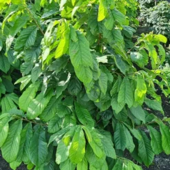 Pawpaw (Asimina Triloba) -Groen Ziel Verkoop 20210826 102528