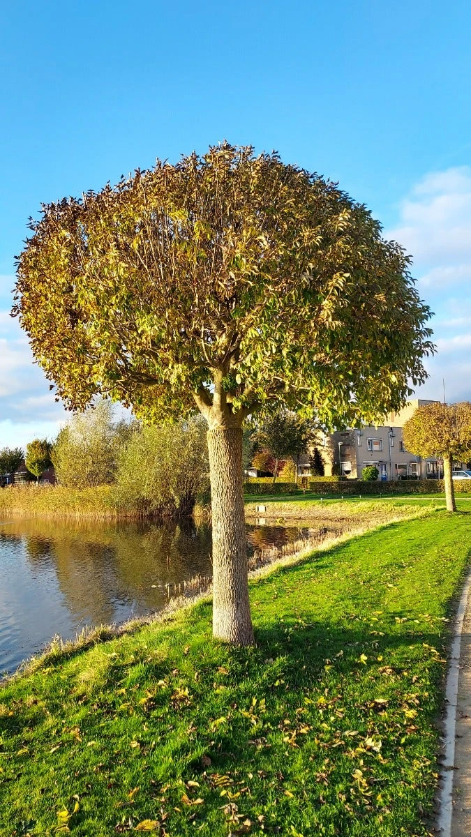 Pluim Es (Fraxinus Ornus 'Meczek') 2 Pluim Es (Fraxinus Ornus 'Meczek') - Afbeelding 2