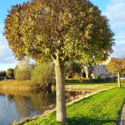 Groen Ziel Verkoop -Groen Ziel Verkoop 20211105 161243 1