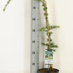 Treurceder (Cedrus Libani 'Glauca Pendula') -Groen Ziel Verkoop 2022 10 18 11 24 40 window