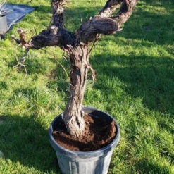 Druif, Op Stam (Vitis Vinifera) -Groen Ziel Verkoop 20220217 111202