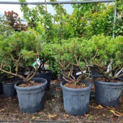 Meerstammige Japanse Pijnboom (Pinus Parviflora 'Brevifolia') 7 Meerstammige Japanse Pijnboom (Pinus Parviflora 'Brevifolia') -Groen Ziel Verkoop 20220524 123400 1