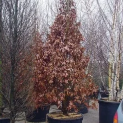 Perzisch IJzerhout Als Struik (Parrotia Persica) 14 Perzisch IJzerhout Als Struik (Parrotia Persica) -Groen Ziel Verkoop 239parrotiapersicasolt 14