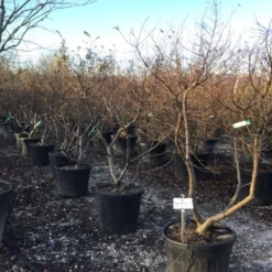 Groen Ziel Verkoop -Groen Ziel Verkoop 3 2