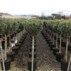 Grove Den Op Stam (Pinus Sylvestris 'Watereri') 5 Grove Den Op Stam (Pinus Sylvestris 'Watereri') -Groen Ziel Verkoop 5 1