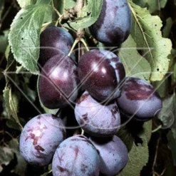 Pruimenboom (Prunus Domestica 'Kwetsen')