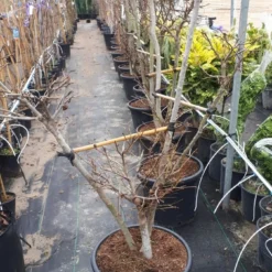 Amberboom Als Bonsai (Liquidambar 'Gum Ball') 9 Amberboom Als Bonsai (Liquidambar 'Gum Ball') -Groen Ziel Verkoop a9f66edb 2a17 4955 8825 7e675b1be802