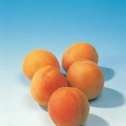 Abrikozenboom (Prunus Armeniaca) -Groen Ziel Verkoop abrikoos 1