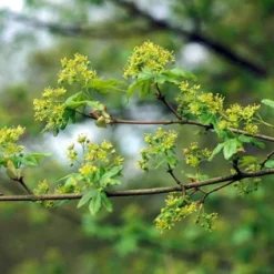 Spaanse Aak (Acer Campestre) 5 Spaanse Aak (Acer Campestre) -Groen Ziel Verkoop accampes 9