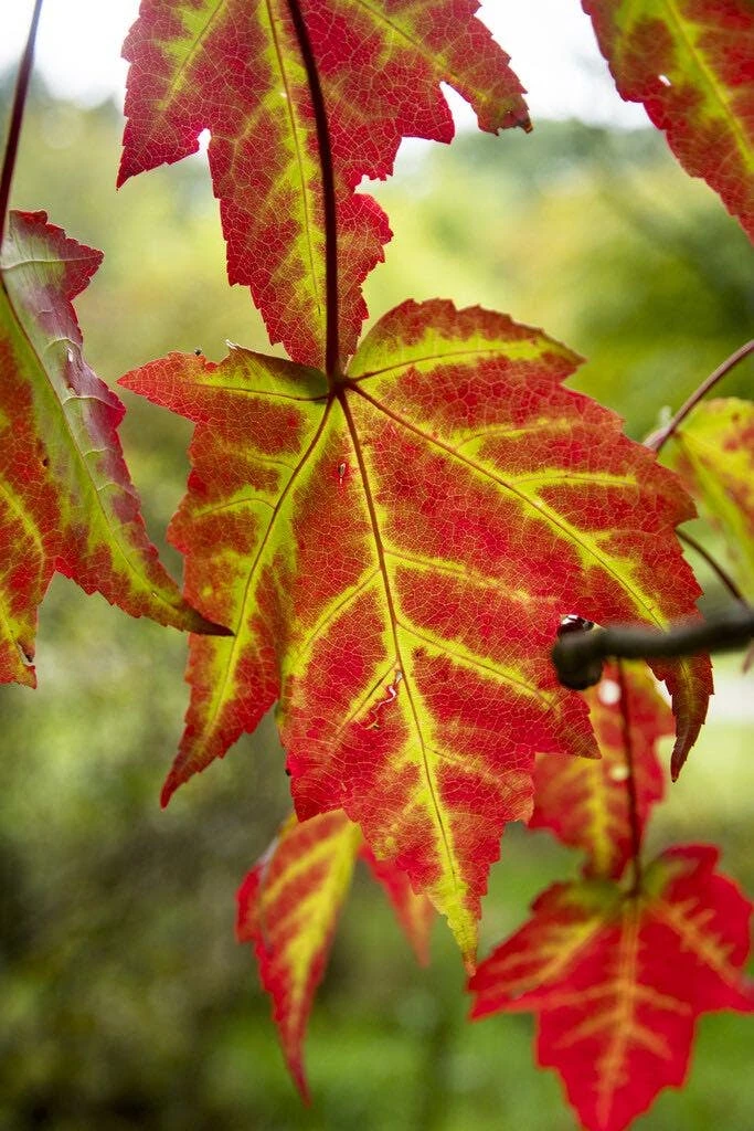 Rode Esdoorn (Acer Rubrum 'Scanlon') 2 Rode Esdoorn (Acer Rubrum 'Scanlon') - Afbeelding 2
