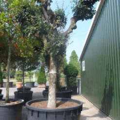 Bolesdoorn (Acer Campestre 'Nanum') -Groen Ziel Verkoop acer campestre oude solitaire knotvorm c1000