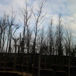 Rode Esdoorn (Acer Platanoides 'Crimson King') 19 Rode Esdoorn (Acer Platanoides 'Crimson King') -Groen Ziel Verkoop acer crimson king 1