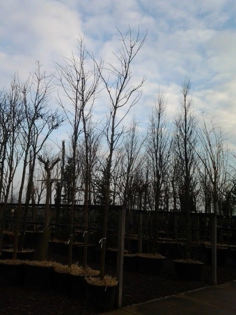 Rode Esdoorn (Acer Platanoides 'Crimson King') 10 Rode Esdoorn (Acer Platanoides 'Crimson King') - Afbeelding 10