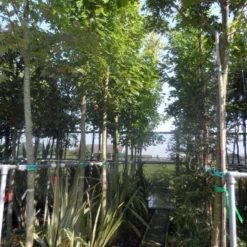 Esdoorn (Acer Freemanii 'Autumn Blaze') -Groen Ziel Verkoop acer freemanii autumn blaze 14 16 18 20ho cont