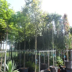 Esdoorn (Acer Freemanii 'Autumn Blaze') -Groen Ziel Verkoop acer freemanii autumn blaze 14 16ho cont