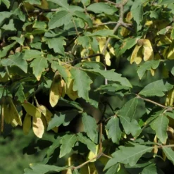 Papieresdoorn (Acer Griseum)