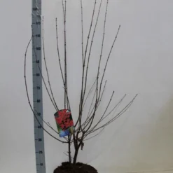 Papieresdoorn (Acer Griseum) 8 Papieresdoorn (Acer Griseum) -Groen Ziel Verkoop acer griseum 80 100 cm co 7.5l kopie