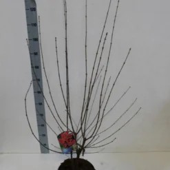 Papieresdoorn (Acer Griseum) 9 Papieresdoorn (Acer Griseum) -Groen Ziel Verkoop acer griseum 80 100 cm co 7.5lz kopie