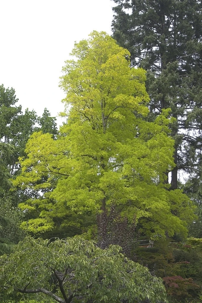 Vederesdoorn Als Boom (Acer Negundo 'Kelly's Gold') 2 Vederesdoorn Als Boom (Acer Negundo 'Kelly's Gold') - Afbeelding 2