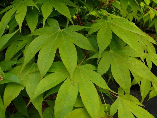 Japanse Esdoorn (Acer Palmatum 'Osakazuki') 2 Japanse Esdoorn (Acer Palmatum 'Osakazuki') - Afbeelding 2