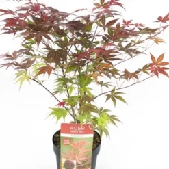 Japanse Esdoorn (Acer Palmatum 'Atropurpureum') 17 Japanse Esdoorn (Acer Palmatum 'Atropurpureum') -Groen Ziel Verkoop acer palm. atropurpeum c3