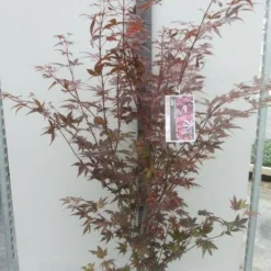 Japanse Esdoorn (Acer Palmatum 'Atropurpureum') 18 Japanse Esdoorn (Acer Palmatum 'Atropurpureum') -Groen Ziel Verkoop acer palm. atropurpureum c10
