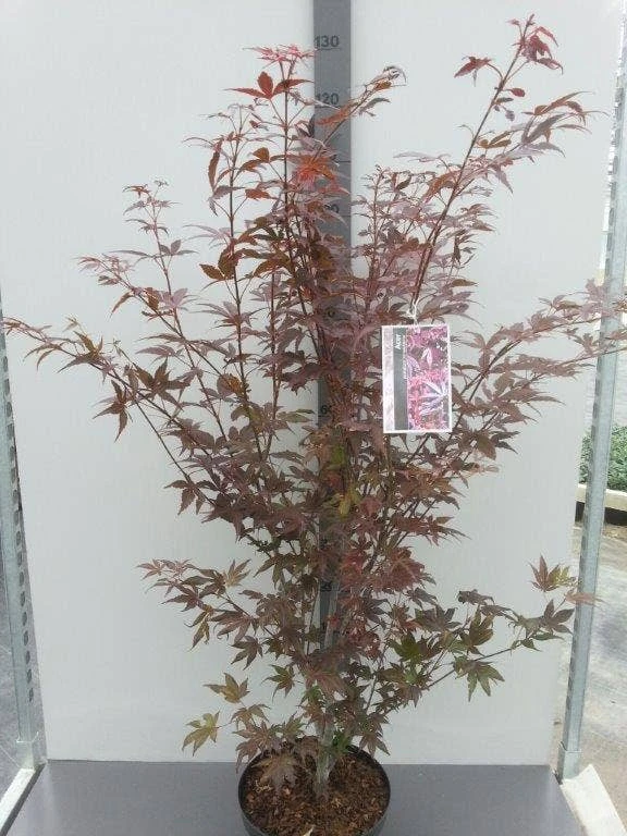 Japanse Esdoorn (Acer Palmatum 'Atropurpureum') 6 Japanse Esdoorn (Acer Palmatum 'Atropurpureum') - Afbeelding 6