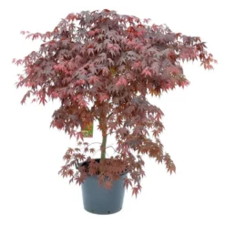 Japanse Esdoorn (Acer Palmatum 'Bloodgood') -Groen Ziel Verkoop acer palm. bloodgood c50