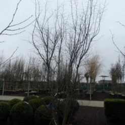 Japanse Esdoorn (Acer Palmatum 'Atropurpureum') 25 Japanse Esdoorn (Acer Palmatum 'Atropurpureum') -Groen Ziel Verkoop acer palmatum atropurpureum 300 350 c350