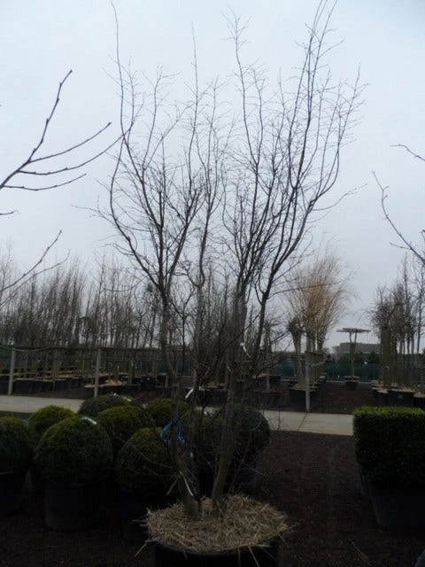 Japanse Esdoorn (Acer Palmatum 'Atropurpureum') 13 Japanse Esdoorn (Acer Palmatum 'Atropurpureum') - Afbeelding 13