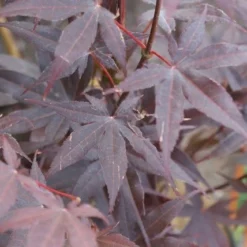 Japanse Esdoorn (Acer Palmatum 'Bloodgood') -Groen Ziel Verkoop acer palmatum bloodgood 2