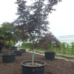 Japanse Esdoorn (Acer Palmatum 'Bloodgood') -Groen Ziel Verkoop acer palmatum bloodgood halfstam c750