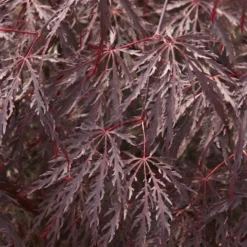 Japanse Esdoorn Op Stam (Acer Palmatum 'Inabe Shidare')