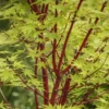 Japanse Esdoorn (Acer Palmatum 'Sangokaku')