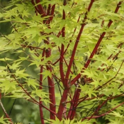 Japanse Esdoorn (Acer Palmatum 'Sangokaku')