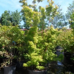 Japanse Esdoorn (Acer Palmatum 'Sangokaku') 21 Japanse Esdoorn (Acer Palmatum 'Sangokaku') -Groen Ziel Verkoop acer palmatum sangokaku 250 300 c240
