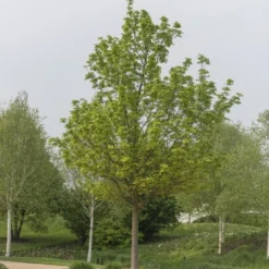 Noorse Esdoorn (Acer Platanoides)