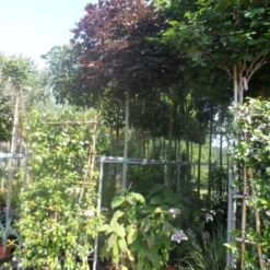 Noorse Esdoorn (Acer Platanoides 'Crimson Sentry') 12 Noorse Esdoorn (Acer Platanoides 'Crimson Sentry') -Groen Ziel Verkoop acer platanoides crimson sentry 12 14ho cont. bol 1