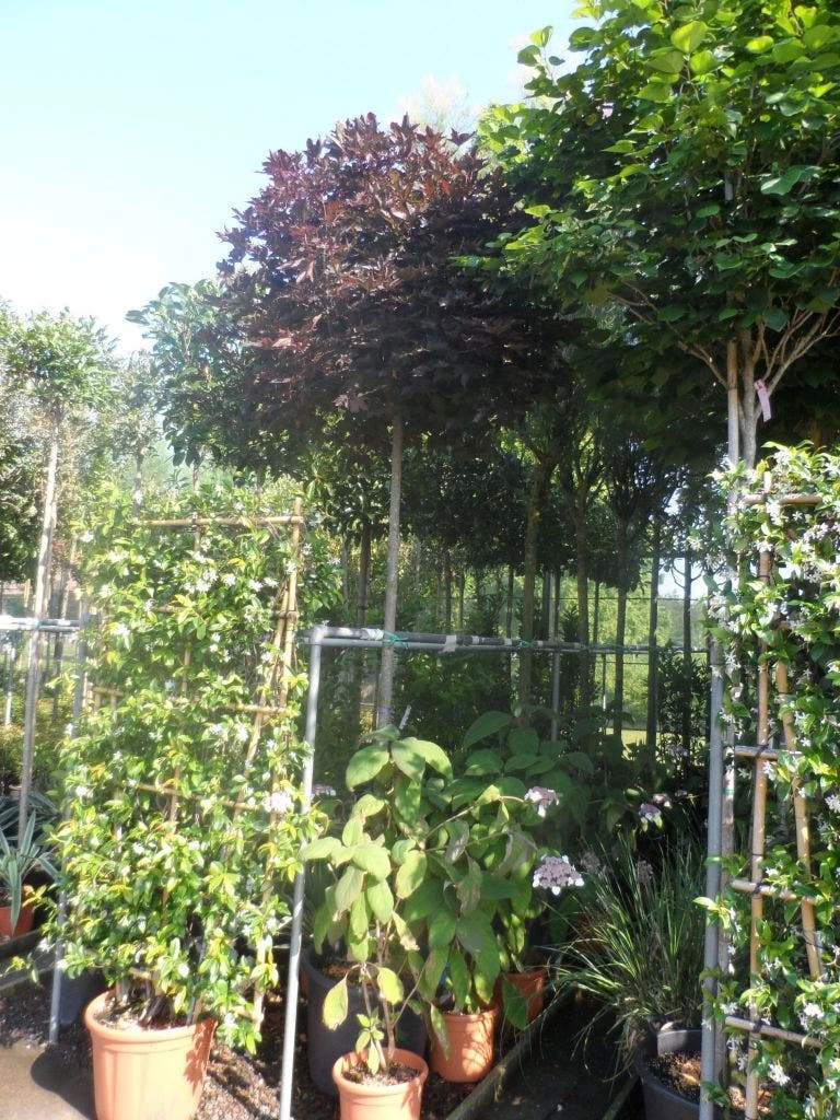 Noorse Esdoorn (Acer Platanoides 'Crimson Sentry') 6 Noorse Esdoorn (Acer Platanoides 'Crimson Sentry') - Afbeelding 6