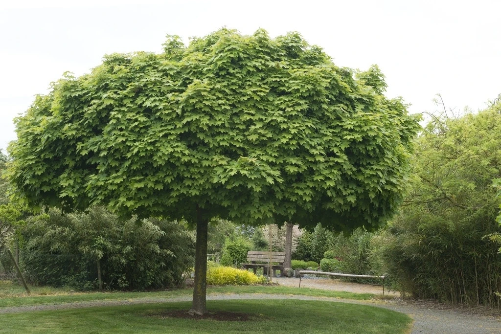 Bolesdoorn (Acer Platanoides 'Globosum') 1 Bolesdoorn (Acer Platanoides 'Globosum')