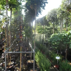 Bolesdoorn (Acer Platanoides 'Globosum') 17 Bolesdoorn (Acer Platanoides 'Globosum') -Groen Ziel Verkoop acer platanoides globosum 10 12ho cont