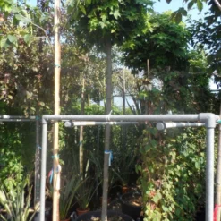 Bolesdoorn (Acer Platanoides 'Globosum') 21 Bolesdoorn (Acer Platanoides 'Globosum') -Groen Ziel Verkoop acer platanoides globosum 14 16ho cont