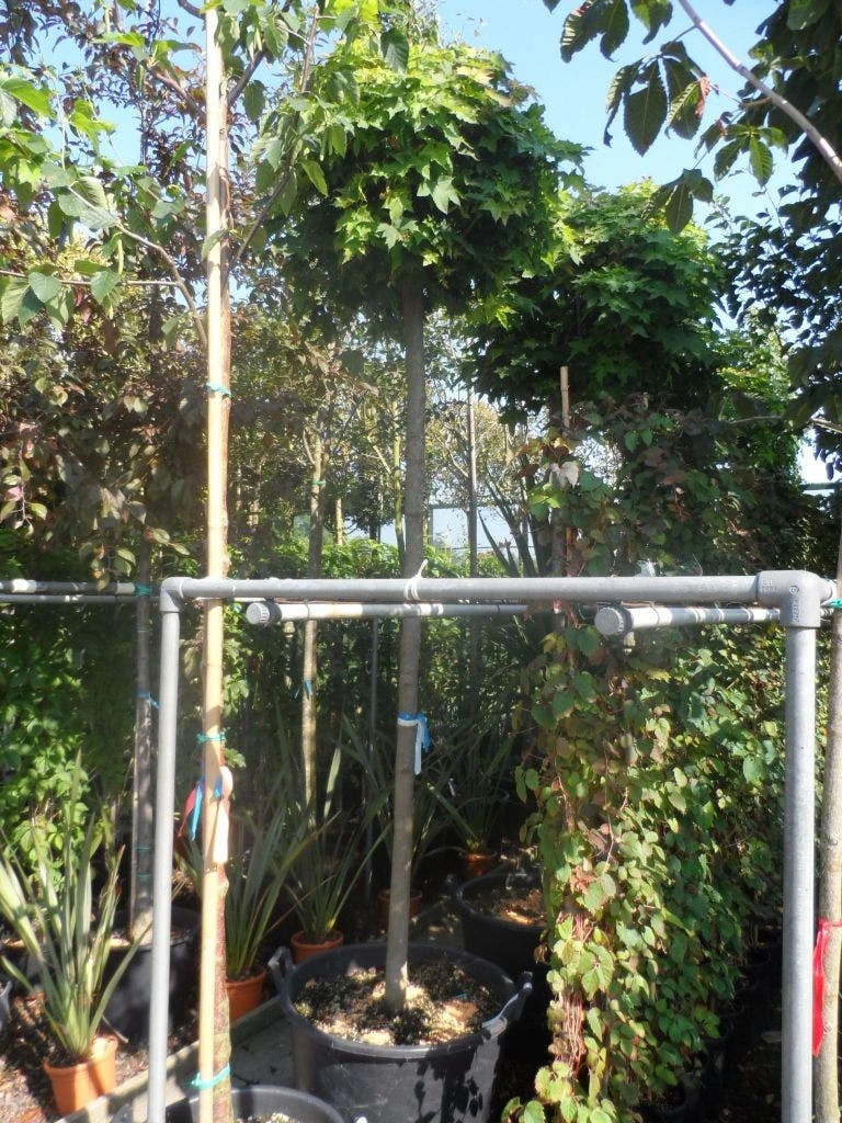 Bolesdoorn (Acer Platanoides 'Globosum') 11 Bolesdoorn (Acer Platanoides 'Globosum') - Afbeelding 11