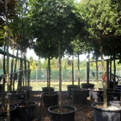 Bolesdoorn (Acer Platanoides 'Globosum') -Groen Ziel Verkoop acer platanoides globosum 18 20 25ho c200 1