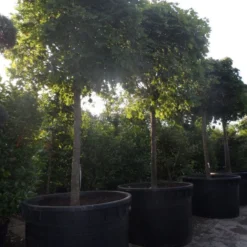 Bolesdoorn (Acer Platanoides 'Globosum') -Groen Ziel Verkoop acer platanoides globosum 30 35 40ho c1000 1500 1