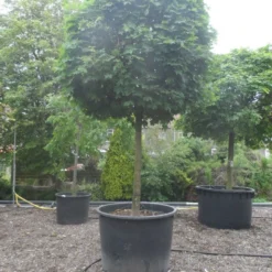 Bolesdoorn (Acer Platanoides 'Globosum') 18 Bolesdoorn (Acer Platanoides 'Globosum') -Groen Ziel Verkoop acer platanoides globosum 30 35 40ho c1000